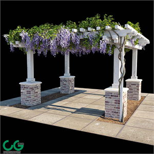 Pergola with Wisteria